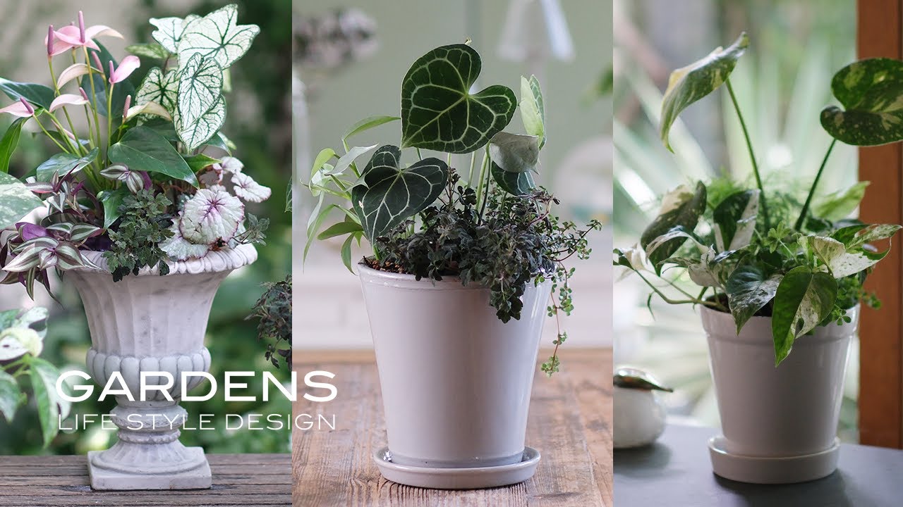 Mid-Summer Indoor Gardening | 3 Ideas for Houseplant Arrangements