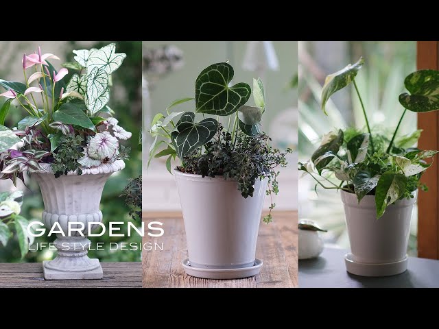 Mid-Summer Indoor Gardening | 3 Ideas for Houseplant Arrangements