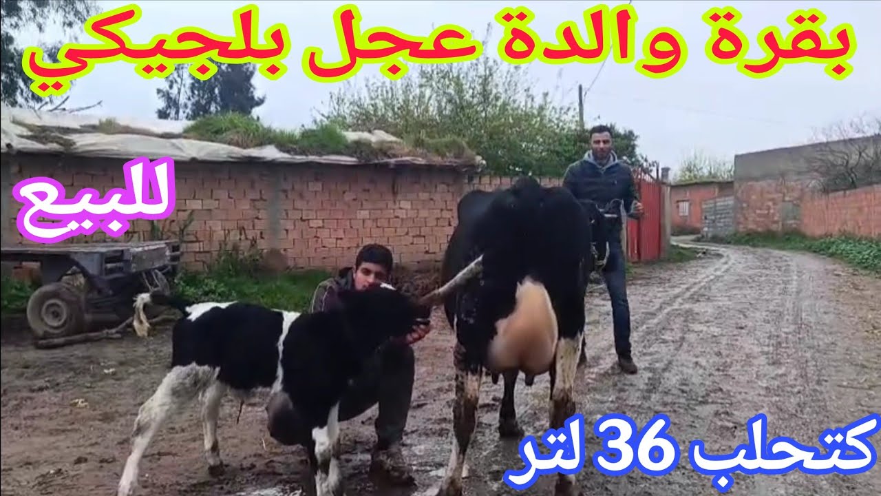 تباااارك الله💫 بقرة والدة عجل بلجيكي مليح🌟 إتصل 06.67.49.08.31📞 ألو سي قاسم نواحي الغرب🇲🇦 