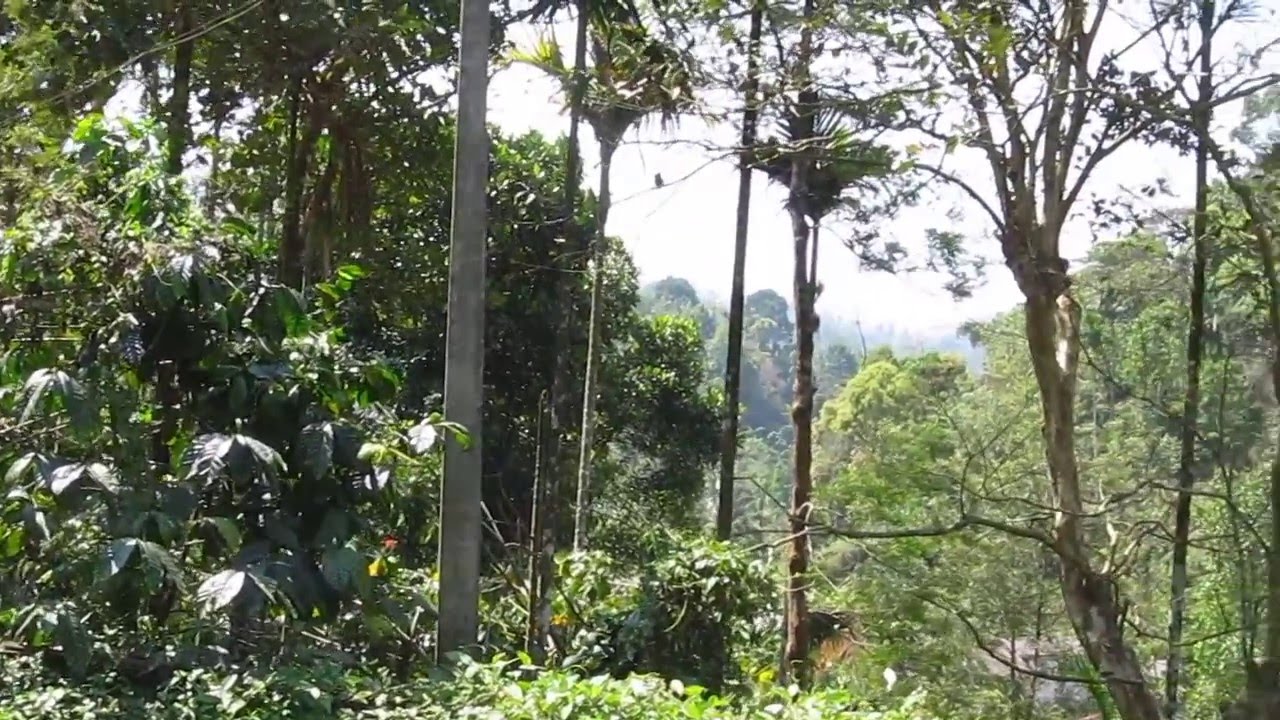 SOLD OUT  -  Well maintained 1acre with cottages in Vythiri