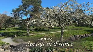 Slow Spring in France | Magnolia Bloom &amp; Baking a Pear Galette ✨