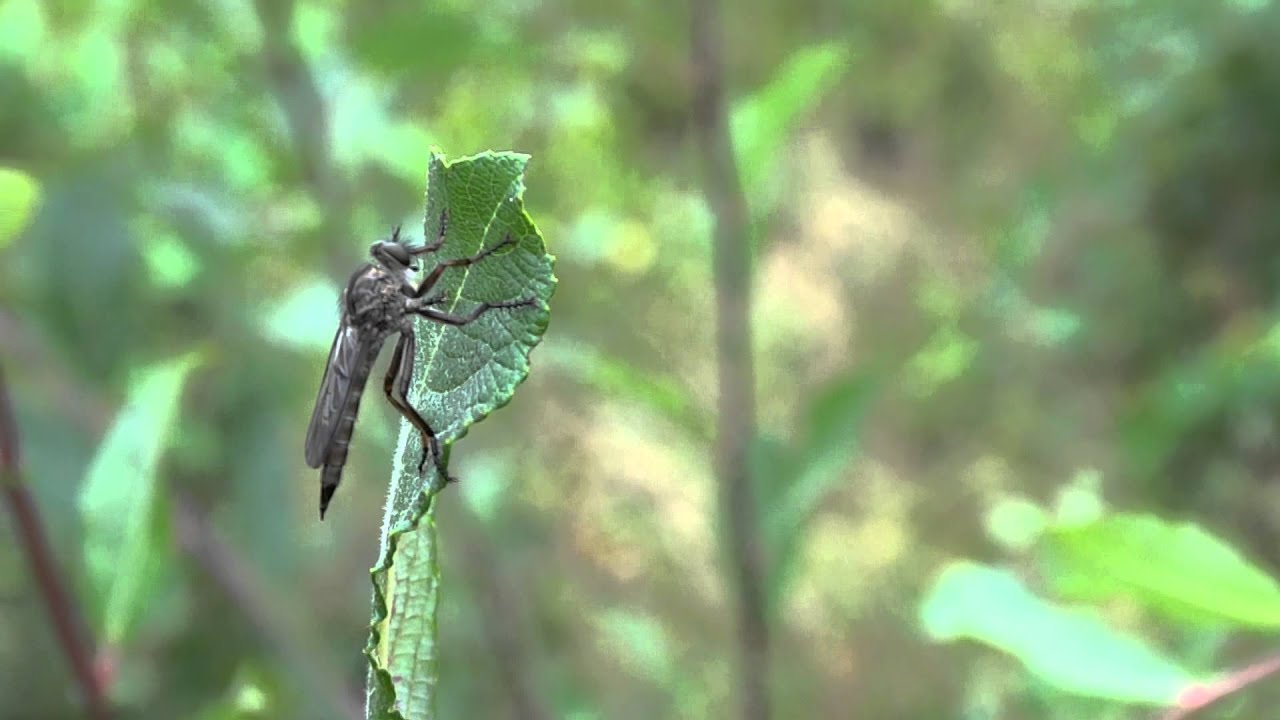 AWL ROBBERFLY - NEOITAMUS CYANURUS