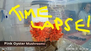 Pink Oyster Mushroom Time lapse