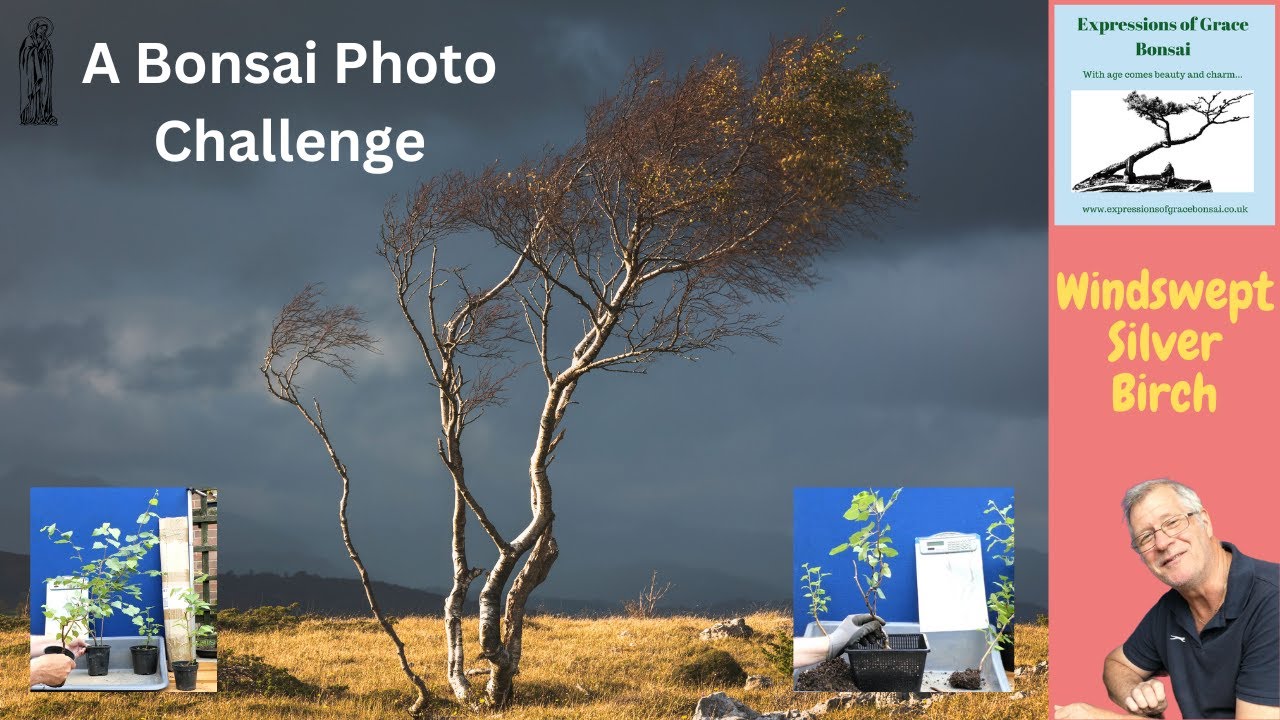 I Created a STUNNING Windswept Silver Birch Bonsai Group and Here's How
