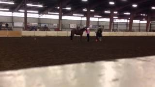 Wahset showmanship