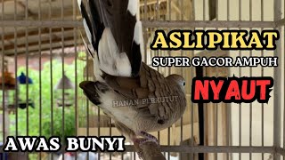 Burung Perkutut pikat gacor pancingan SEMUA JENIS BURUNG PERKUTUT PALING AMPUH