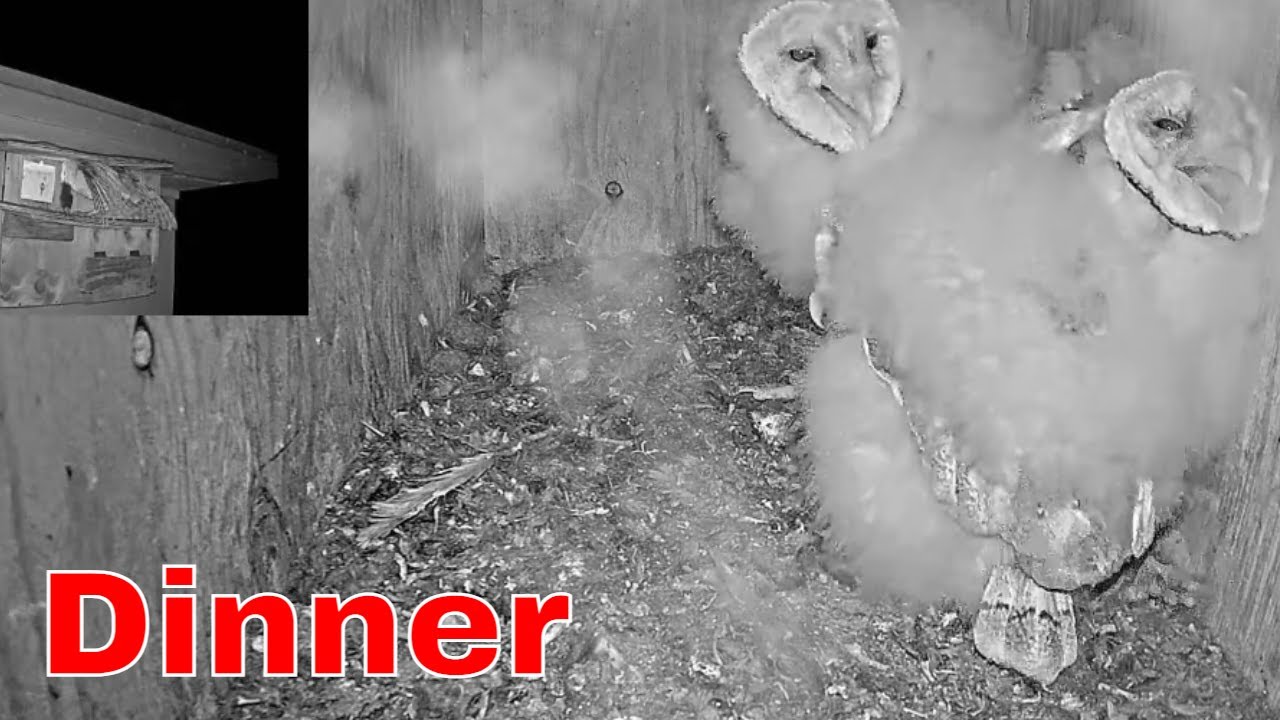 🦉🐀 Feeding Success Moment | Barn Owl Nestlings Thrilled to Get a Rat