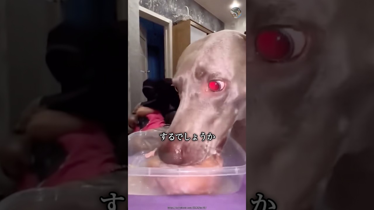 ご飯中に飼い主が襲われた時の犬の反応