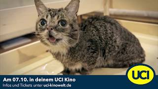 CatVideoFest 2019 im UCI Kino!