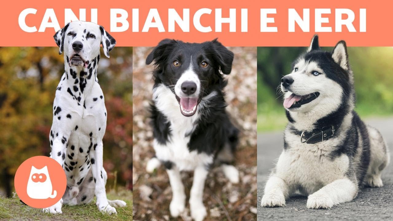 10 Razze di CANI BIANCHI e NERI 🐶🐾