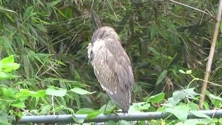1050104在新店灣潭見到一隻在菜棚上休息的夜鷺亞成鳥1.