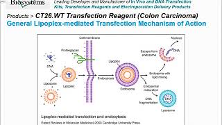 Altogen Biosystems Ct26.Wt Transfection Reagent