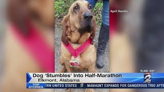 Dog 'Stumbles' into HalfMarathon