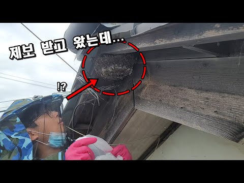 퇴치작전)제보 받고 달려간 도심속 대형벌집...진짜 위험하니 주의하세요!!