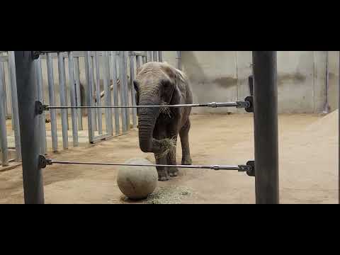 African Elephant Enrichment Milwaukee County Zoo Milwaukee, WI 3-7-26