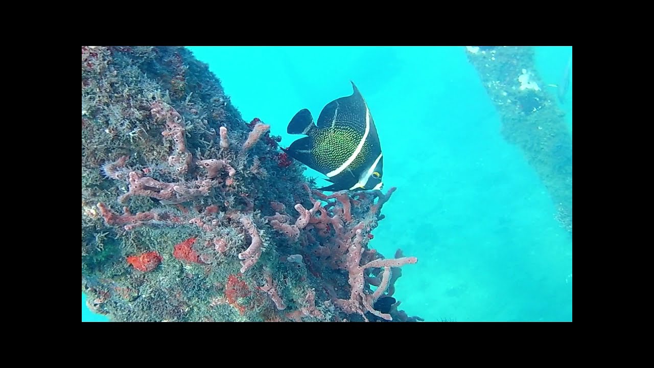 Diving at Blue Heron Bridge in Riviera Beach, FL