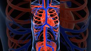 Respiratory system #biologyeducation #healthlearning #humananatomy