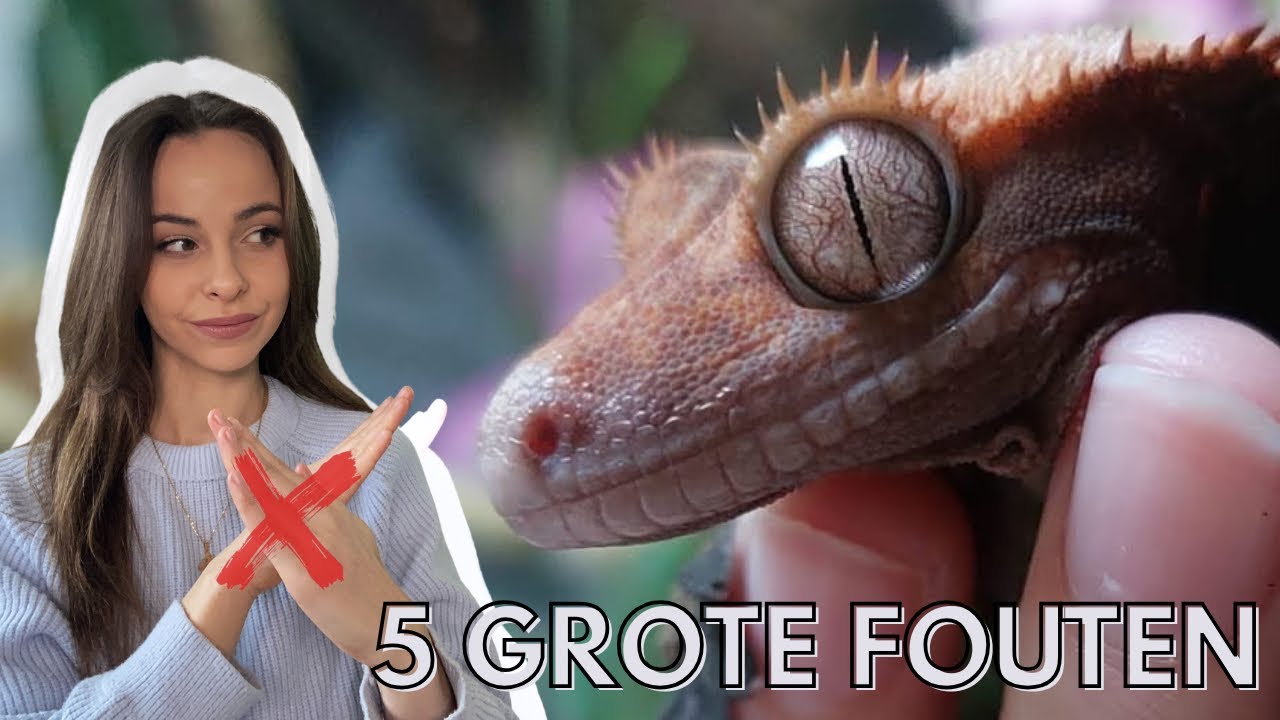 De 5 grootste fouten bij wimpergekko’s