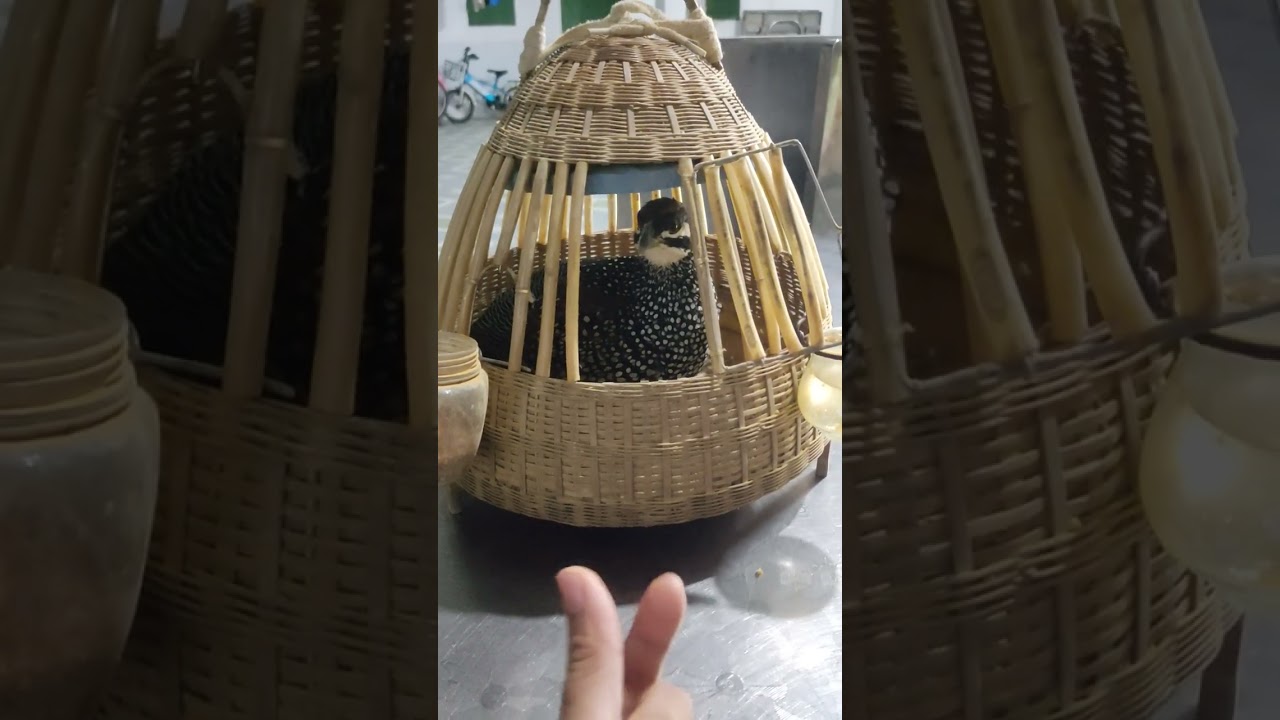 Chim đa đa gáy tối trời gió rét 25/10/2025 của Tiến Nguyễn Thái Nguyên 