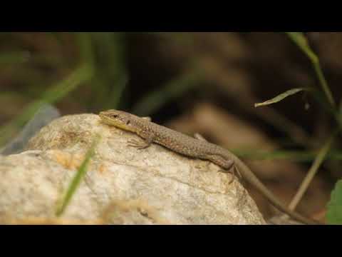 Darevskia rudis ♀ - ქართული ხვლიკი