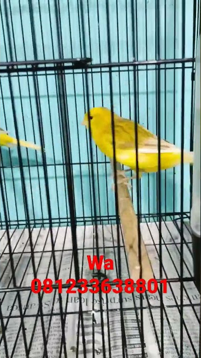 TEMBEAND F2 YOK JAPRI EKO CANARY TV