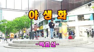 야생화 - 박효신 (`25.05.03 평촌 범계역 원형무대)