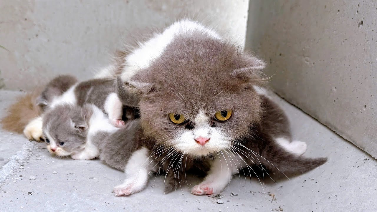 Emergency Rescue: How We Helped a Sick Cat Family Recover & Thrive | Cat Care Guide