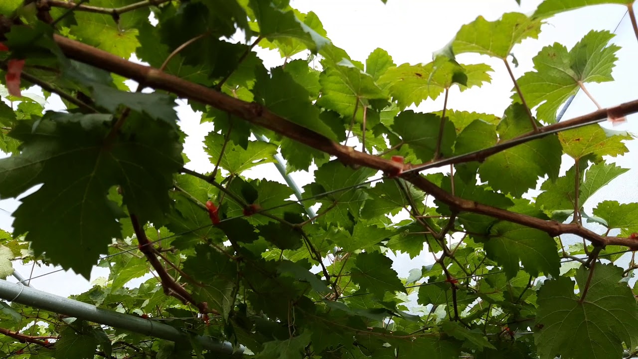 เลี้ยงกิ่งแขนงให้พอเหมาะเพื่อสร้างตาดอกได้ง่าย