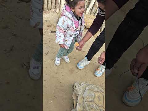 كوكى اكلت اكبر سلحفاة اكسبلور كامري Youtubeshorts Funny 