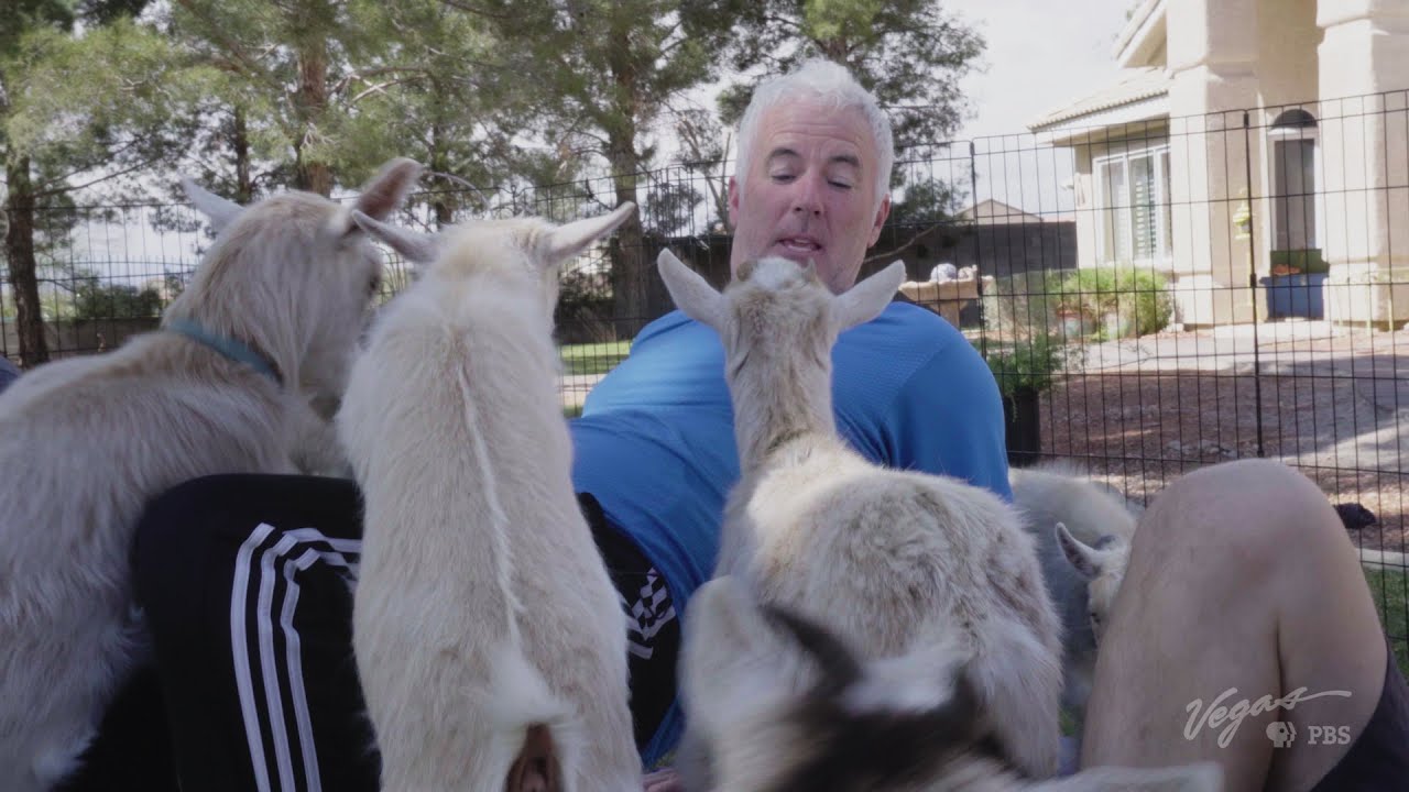 Goat Yoga in Las Vegas: The Cutest Workout Ever | Outdoor Nevada