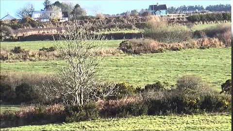 Coursing good run (pre ban)