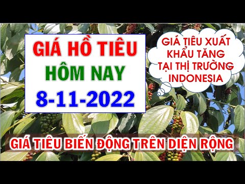 Video Giá hồ tiêu hôm nay ngày 8/11/2022|Giá tiêu biến động... - youtube