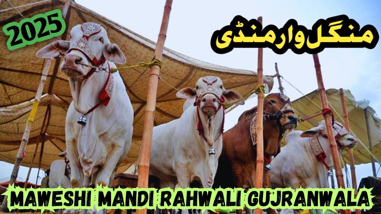Rahawali Maweshi Mandi Rahwali Gujranwala | Maweshi Mandi Update 2025 - YouTube
