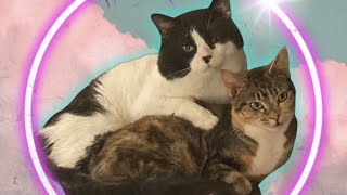 Die Softly - A Theme Song For My Cats