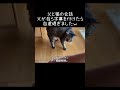 父と猫の会話。父が自ら字幕を付けたらめっちゃ自虐でしたww【元野良猫ピースケ】 #shorts #初老夫婦とねこ #元野良猫 #ピースケ