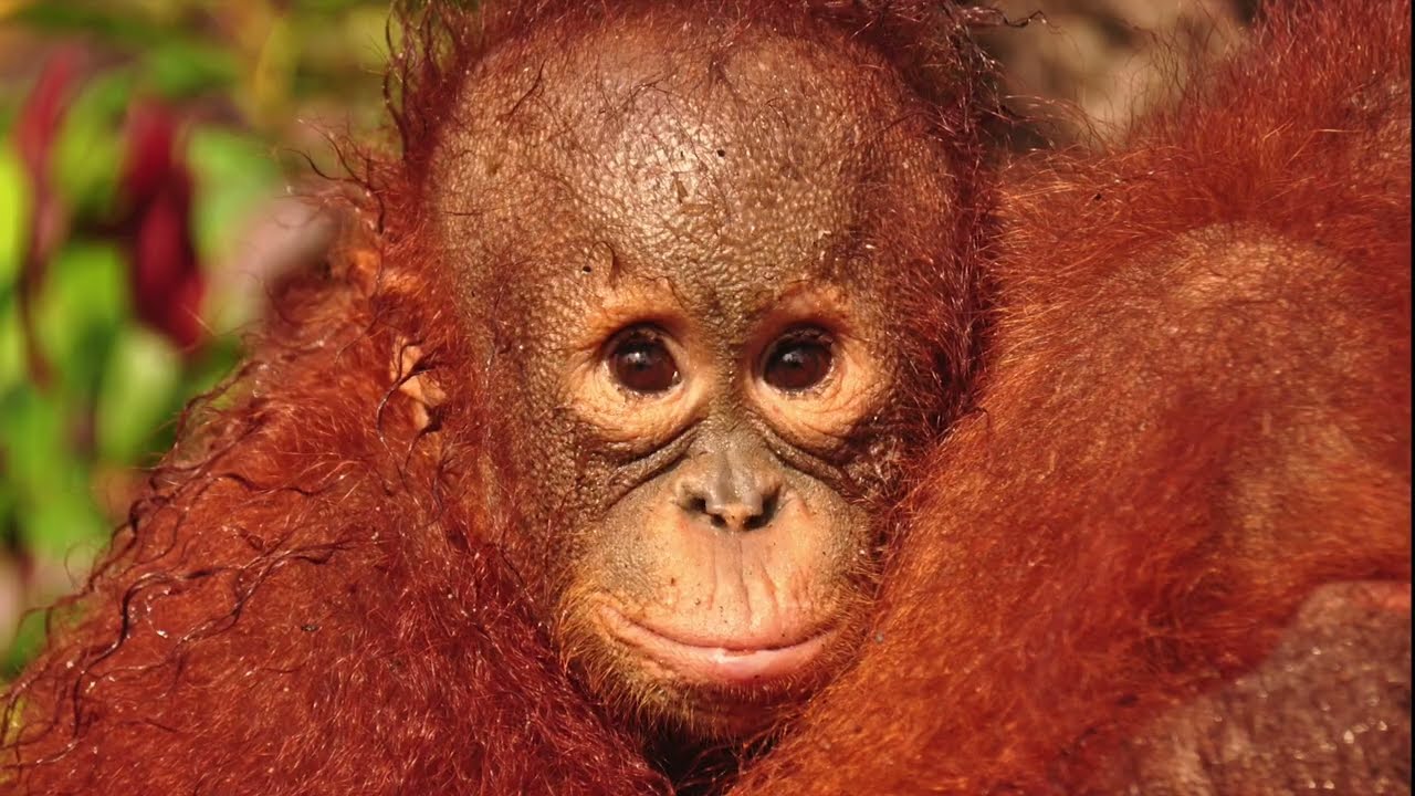 Oranginas Reise in die Freiheit