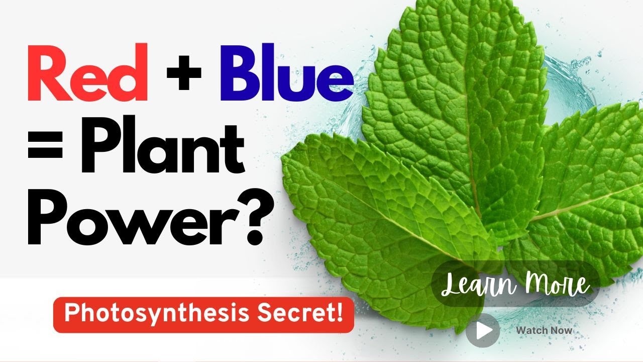 Red + Blue = Plant Power? The Photosynthesis Secret!