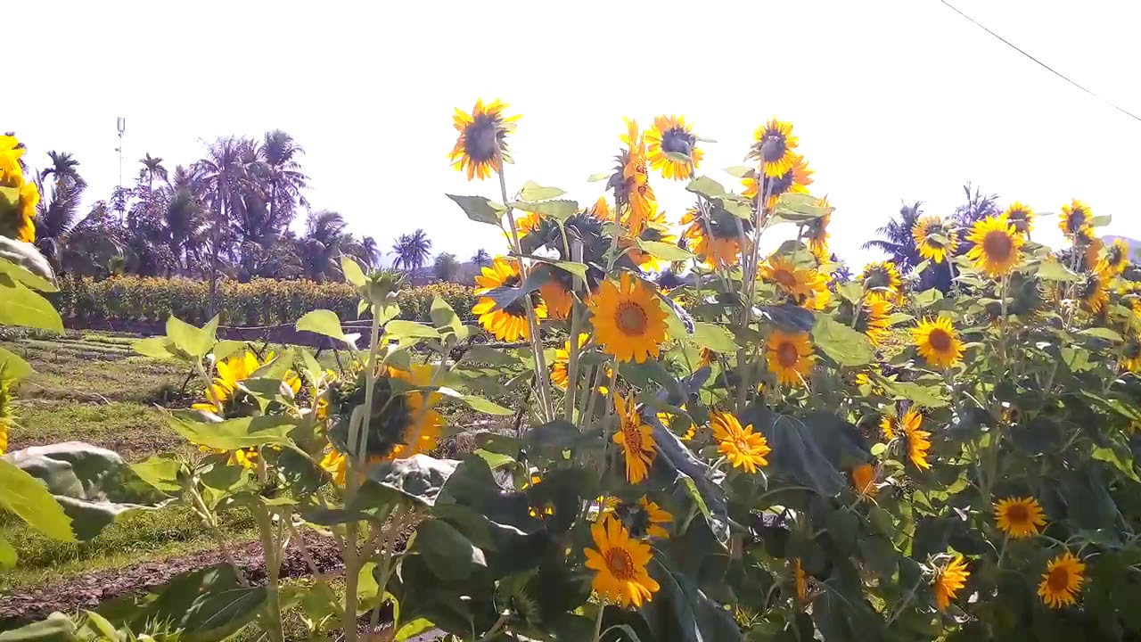 Đi chùa gặp phải cảnh này nên KHÔNG THỂ CƯỠNG LẠI được. 😃😋😆 Phải móc súng ra dùng