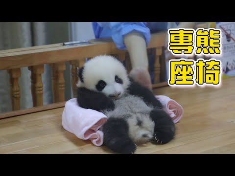 《熊貓早晚安》大熊貓的座椅款式有多少？ | iPanda熊貓頻道