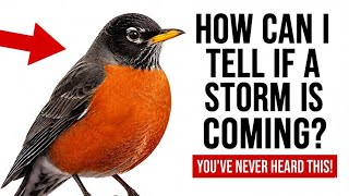 Everything You Need to Know About American Robins