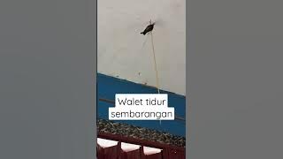 Budidaya walet rumahan