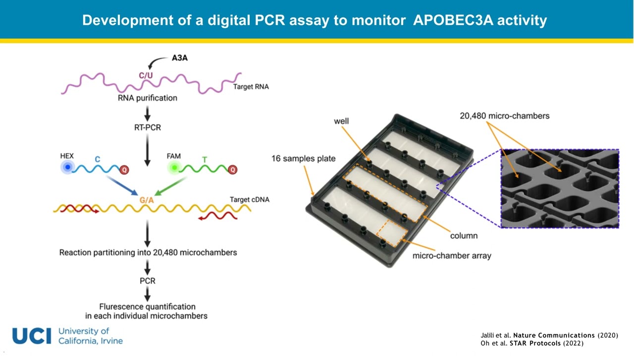A digital PCR-based protocol to detect and quantify RNA editing events ...