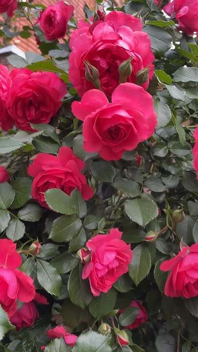 Роза Розариум Ютерсен(Rosarium Uetersen').Цветение в моем саду май ...
