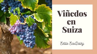 Cómo son los Viñedos en Suiza. Estilo EcoDaisy