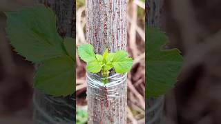 Small Cutting → Big Tree 🌱➡️🌳 Amazing Grafting#PlantGrowth #NatureVideo #GardenTips #ViralShorts