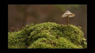Landscape of the Senses - Touch (June 2023)