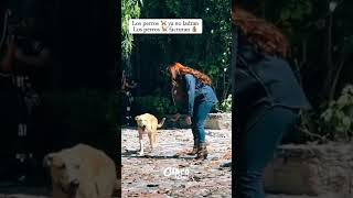 Este perrito es el mejor actor del mundo #viralvideo