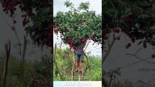 Lychee Pruning During Harvest Ensures Next Years Yield