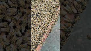 Release A New Queen Bee Into A New Hive.