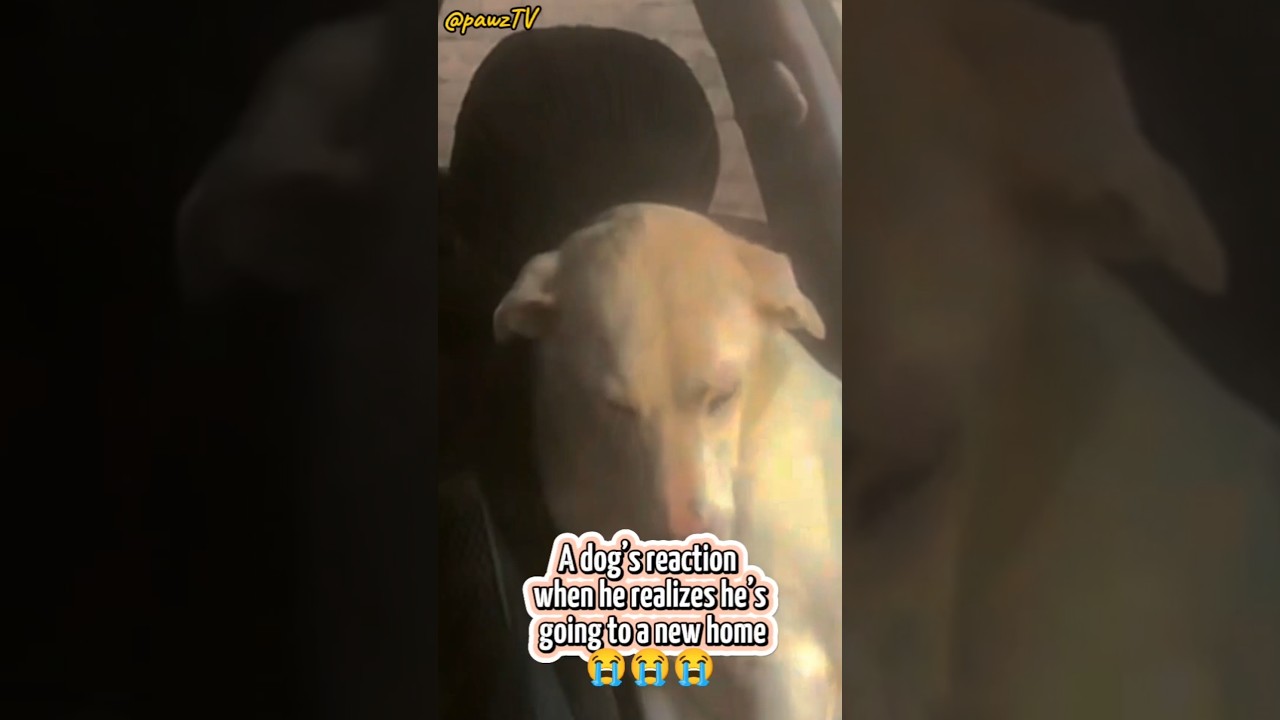 Реакция собаки, когда она понимает, что её везут в новый дом.